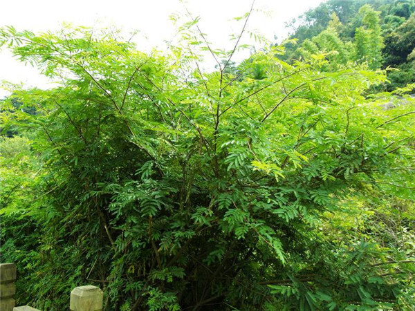 土壤養(yǎng)分測試儀原理是什么？