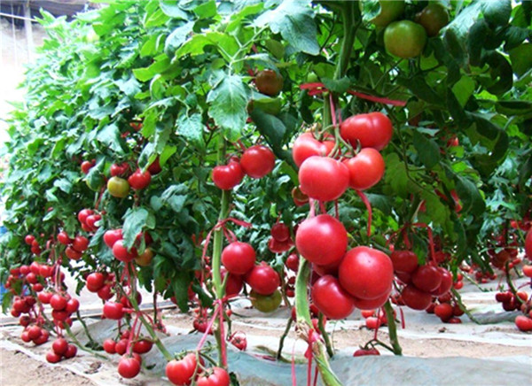 用土壤養分速測儀改善西紅柿種植土地,產量提高一倍 用土壤養分速測儀改善西紅柿種植土地,產量提高一倍