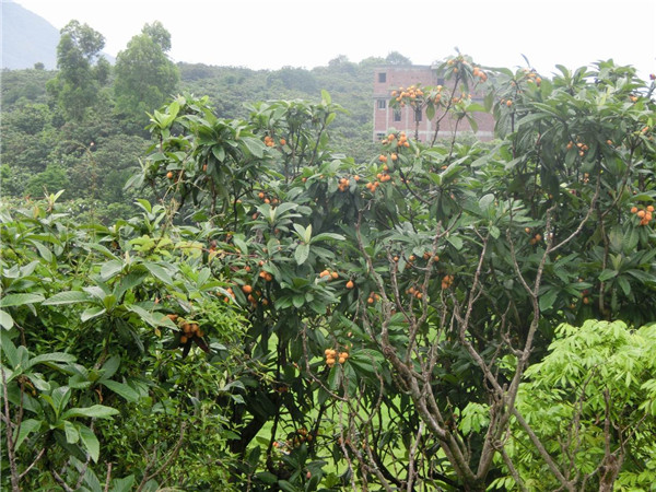 種植枇杷前用土壤速測儀進行土壤處理 種植枇杷前用土壤速測儀進行土壤處理