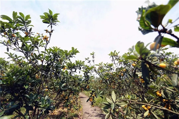 種植枇杷前用土壤速測儀進行土壤處理 種植枇杷前用土壤速測儀進行土壤處理