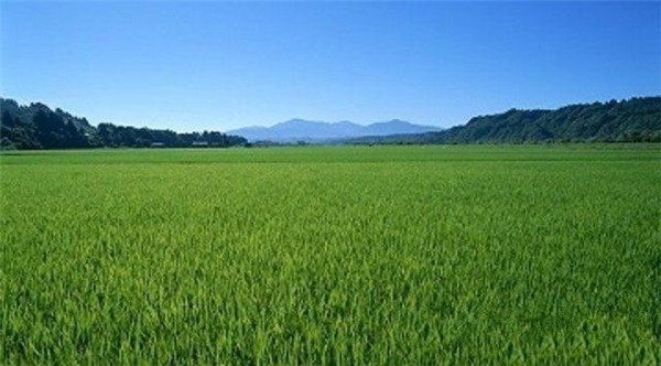 利用土壤測試儀測土數(shù)據(jù)開展配方施肥 利用土壤測試儀測土數(shù)據(jù)開展配方施肥