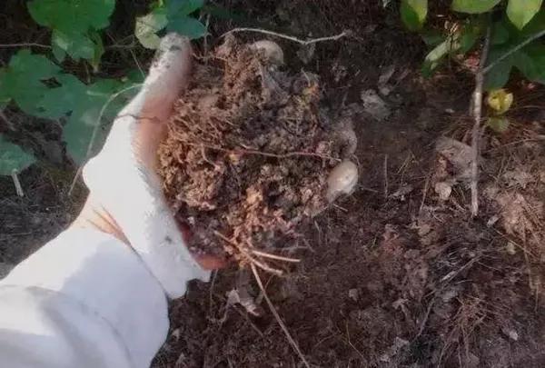 土壤重金屬檢測儀的原理和測量方法 土壤重金屬檢測儀的原理和測量方法