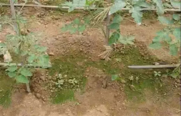 土壤水分測試儀測試土壤水分的方法 土壤水分測試儀測試土壤水分的方法
