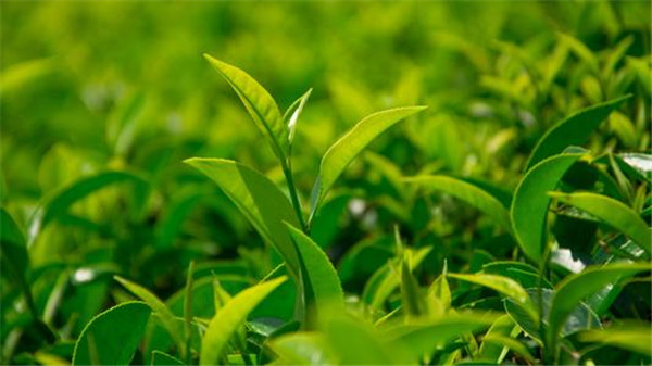 土壤水分速測儀在西瓜種植中的應用 土壤水分速測儀在西瓜種植中的應用